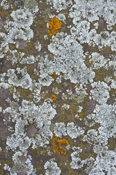 Сухой мох — стоковое фото