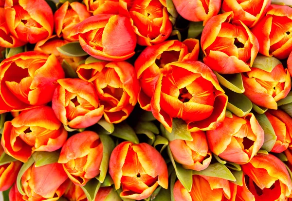 Background from tulips — Stock Photo, Image