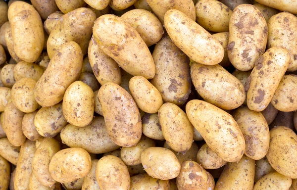 Aardappel achtergrond — Stockfoto