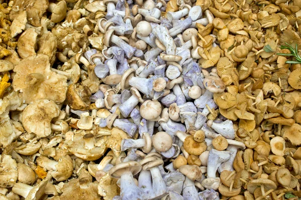 버섯의 종류 — 스톡 사진