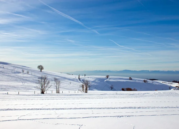 검은 숲의 겨울 풍경 — 스톡 사진