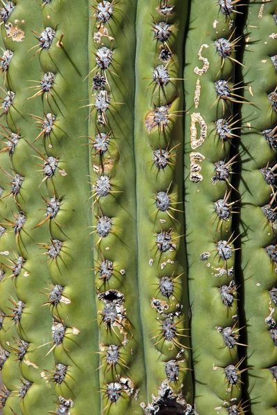 Detail of a cactus — Stock Photo, Image
