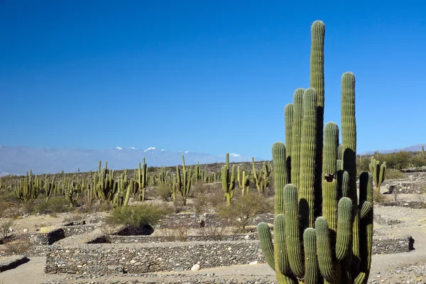 Cacti in the Quilmes ruins — Stock Photo, Image