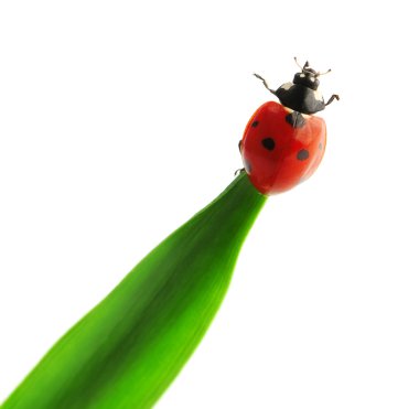 Ladybird (Adalia bipunctata) clipart