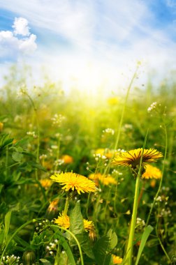 Dandelions güneşli