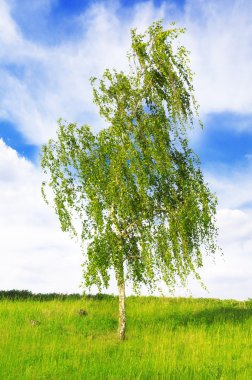 Beyaz huş ağacı