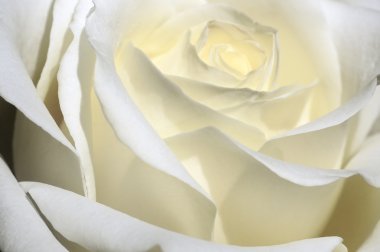 Beautiful white rose clipart