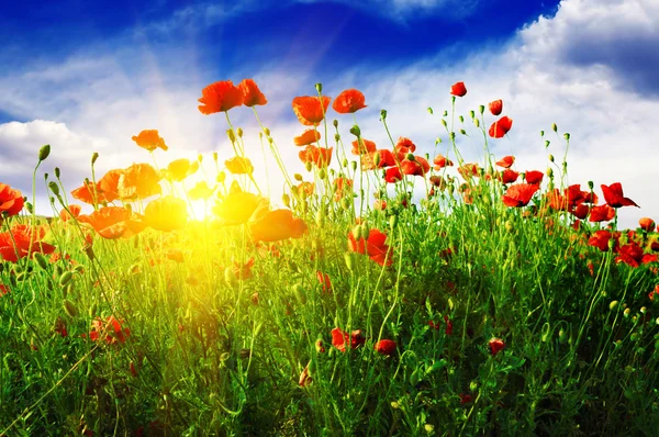 Poppies field — Stock Photo, Image