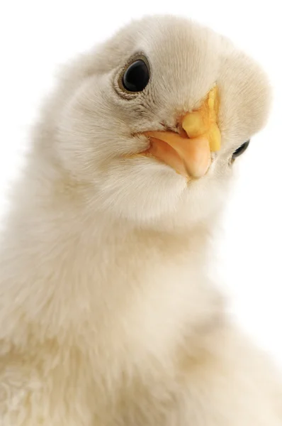 Huhn in Großaufnahme — Stockfoto