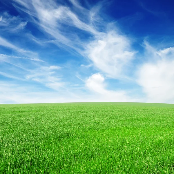 Поле и красивое голубое небо — стоковое фото