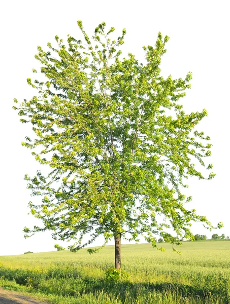 Maple in the field — Stock Photo, Image