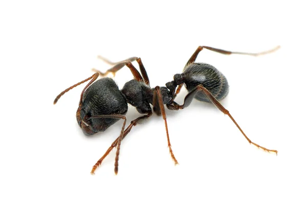 孤立在白色背景上的黑色蚂蚁 — 图库照片