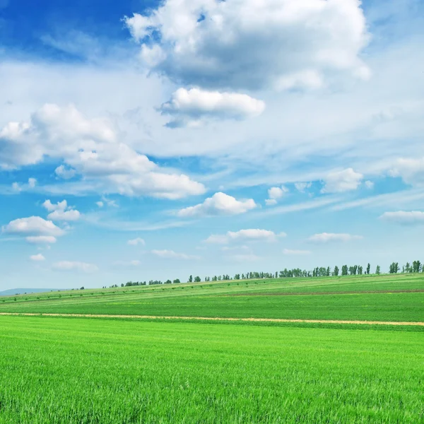 Feld und der schöne blaue Himmel — Stockfoto