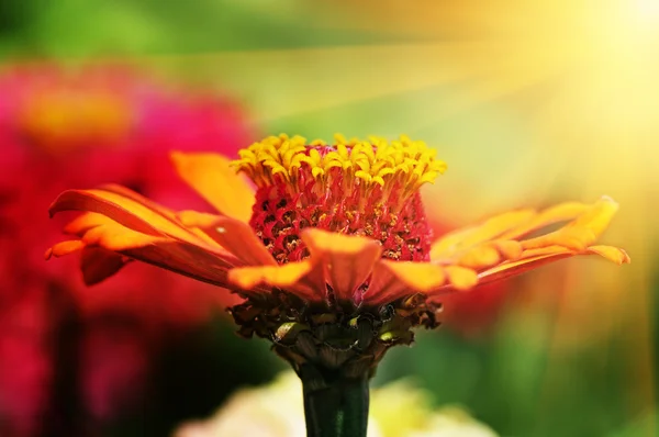 Bela flor em raios de sol — Fotografia de Stock