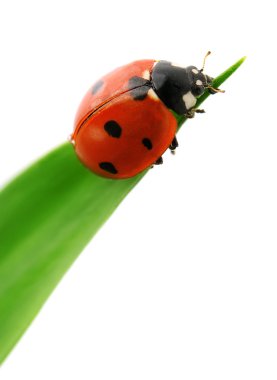 Ladybird on green leaf clipart