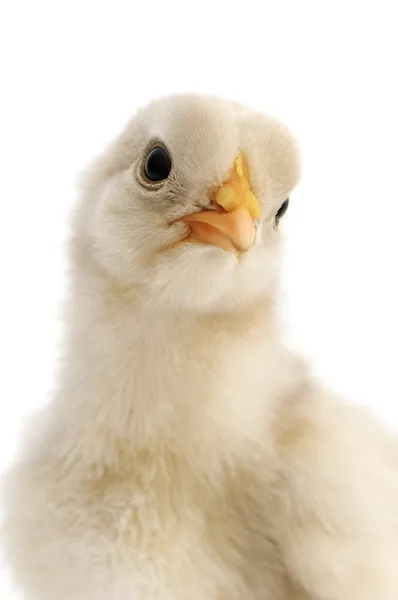 鶏のクローズ アップ — ストック写真