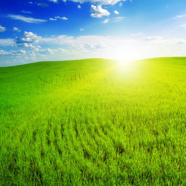 stock image Green field and beautiful sunset