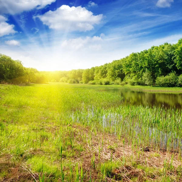 stock image Forest lake in the rays of dawn