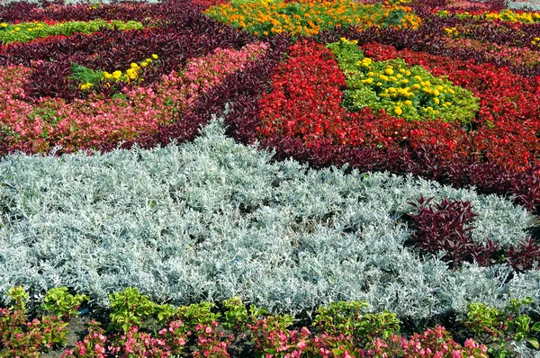 Beautiful flowerbed — Stock Photo, Image