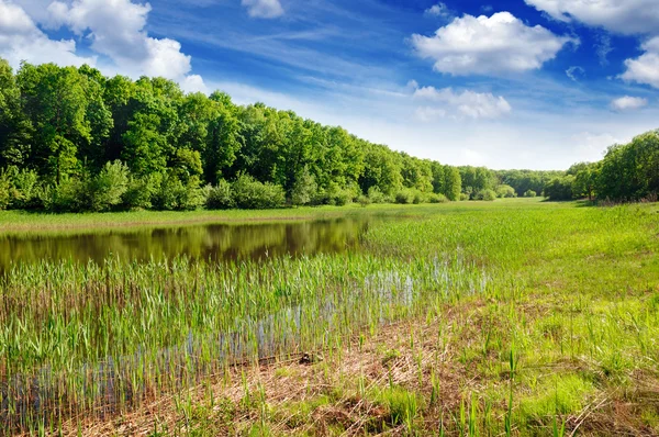 stock image Lake in the forest
