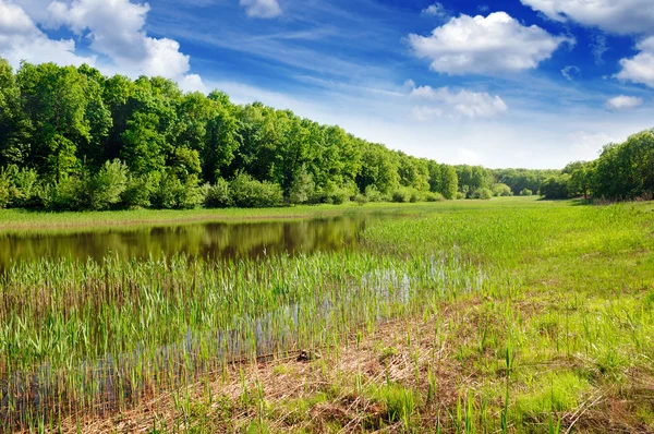 Meer in het bos — Stockfoto