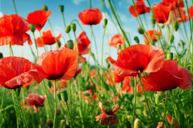Poppies on green field clipart