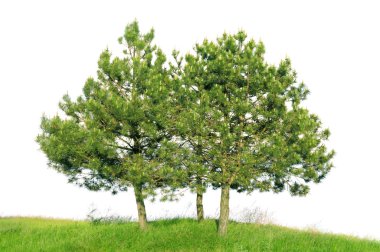 Scotch pine (Pinus sylvestris) clipart