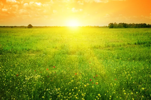 Belo pôr do sol em um campo de primavera — Fotografia de Stock