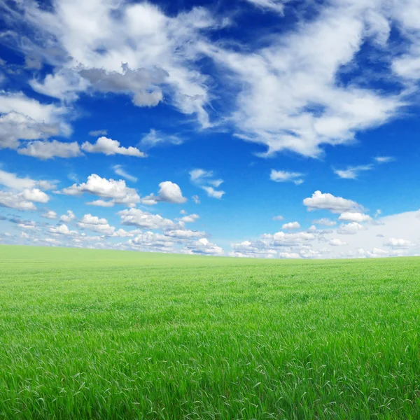 Zelené pole a obloha — Stock fotografie