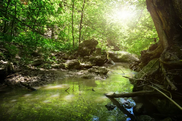 stock image Brook in wood