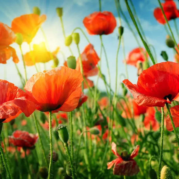 Poppies field in rays sun Royalty Free Stock Photos