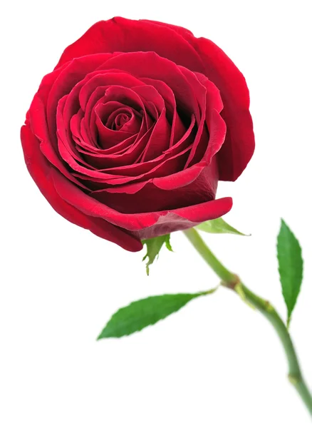 Rosa vermelha Fotografias De Stock Royalty-Free