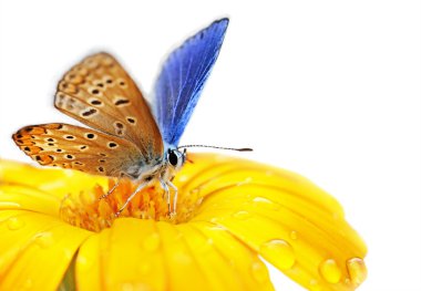 Butterfly on flower clipart