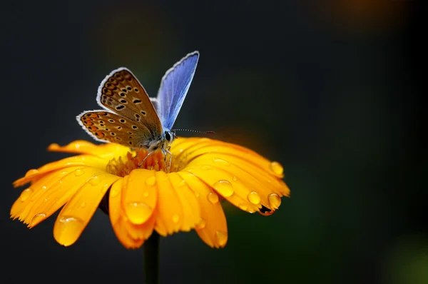 Μπλε πεταλούδα σε κίτρινο λουλούδι — Φωτογραφία Αρχείου