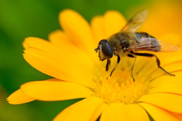 Pszczoła — Zdjęcie stockowe
