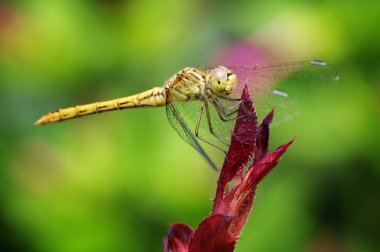 Yellow dragonfly clipart