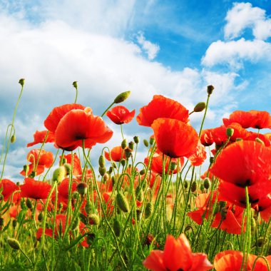 Poppies clipart