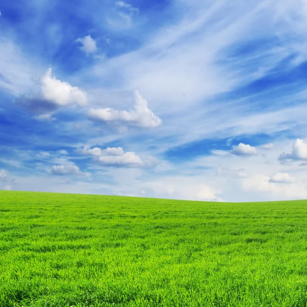 Fält och blå himmel — Stockfoto