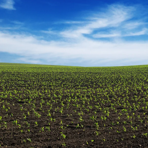 Jarní kukuřičné pole — Stock fotografie