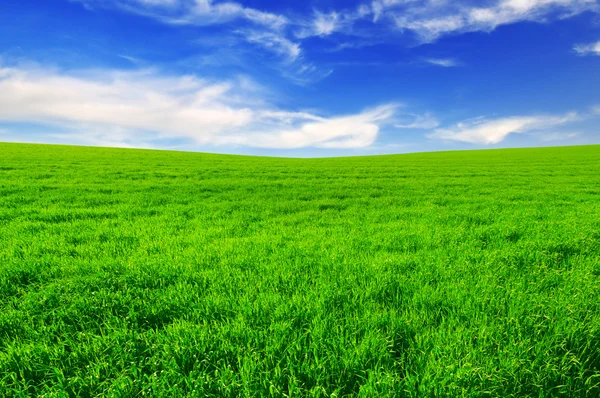 Campo e cielo blu — Foto Stock