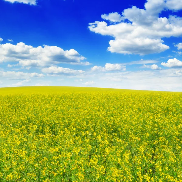 Campo de primavera e céu azul — Fotografia de Stock