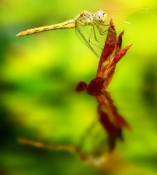 Gele dragonfly op een blad. — Stockfoto