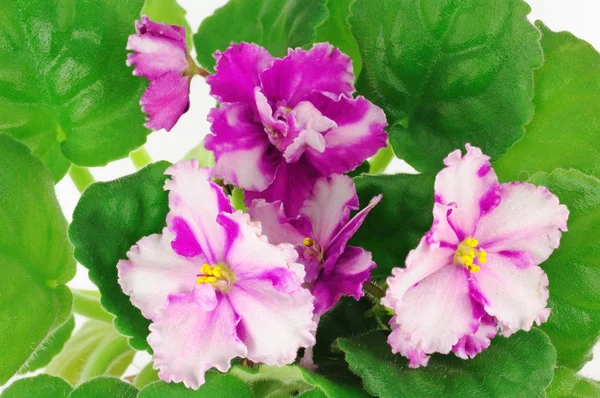 Beautiful violet — Stock Photo, Image
