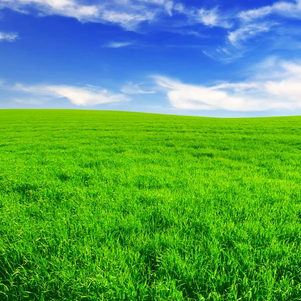 stock image Spring meadow