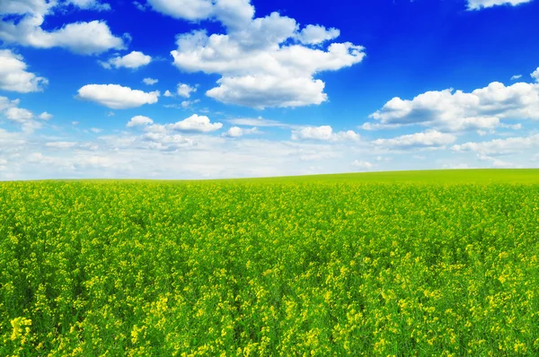 Pradera de primavera —  Fotos de Stock