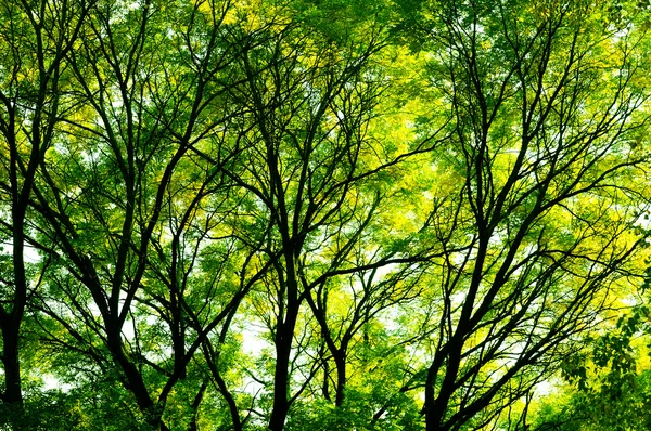 Luz solar através das árvores — Fotografia de Stock