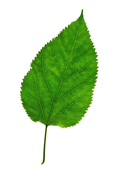 Blad van een plant close-up — Stockfoto