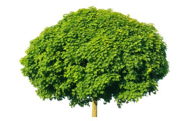 Norway maple(Acer platanoides) clipart