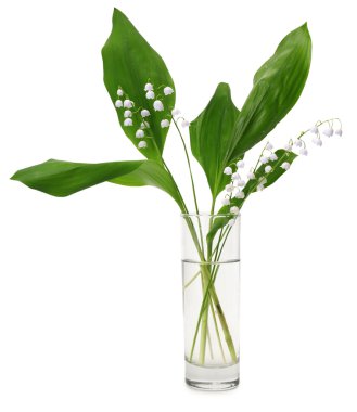 Lily-of--valley (Convallaria majalis)