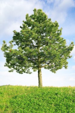 Scotch pine (Pinus sylvestris) clipart